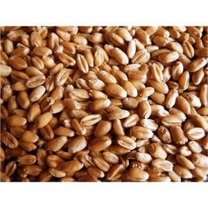 TITMUSS WHEAT 20KGS Image 1