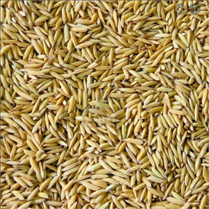 Paddy Rice 20kg Image 1