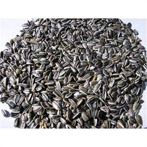 STRIPED SUNFLOWER SMALL 25KGS Image 1