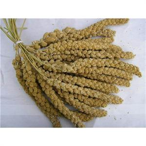 CHINESE MILLET SPRAYS 15KG Image 1