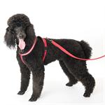 COMPANY OF ANIMALS COMFY HARNESS MEDIUM RED thumbnail