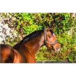 RAMBO DIAMANTE HEADCOLLAR - BLACK Thumbnail Image 1