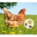 Worm Count Kit for Chickens thumbnail