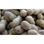 NUTS IN SHELL 11.34KGS thumbnail