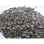 STRIPED SUNFLOWER MED/LARGE 20KGS thumbnail
